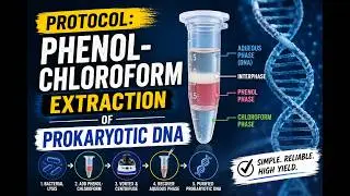 Protocol: Phenol-chloroform extraction of prokaryotic DNA