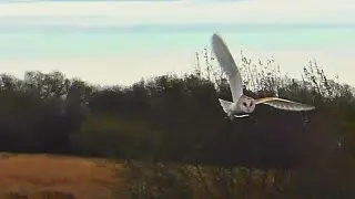 Barn Owl In Slow Motion Flight