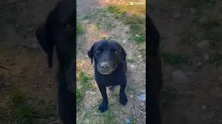 Köpekler uyutulmasın onlar bizim DOSTUMUZ…