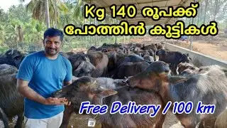മലപ്പുറത്തെ മുറ ക്രോസ്സ് പോത്ത് ഫാം | Bofflox buffalo farm