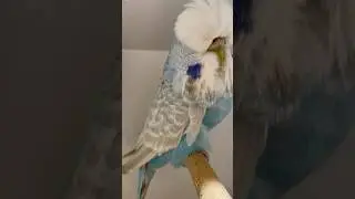 #budgie #viral #muhabbetkuşu #muhabet #periquito