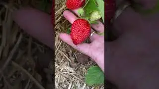 Чтобы клубника не гнила и была чистая