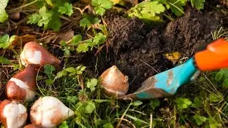 Посадка нарциссов и тюльпанов - 7 дач
