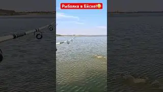 Эту рыбу просто не поймать. Рыбалка на Азовском море. Ейск.