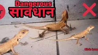 The chameleon went inside the house. #chameleon #viralvideos #youtubevideo