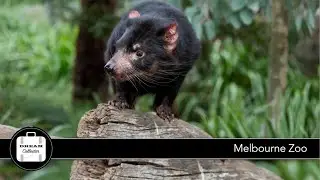 Melbourne Zoo | Dream Journey