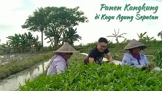 Panen Kangkung || di Kayu Agung Sepatan