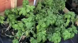 Tour of my Green House - Old Footage, first greenhouse/hoop house