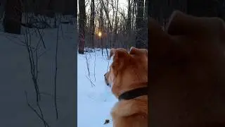 Утро в лесу. Весна всё ближе
