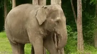 Indian Elephants In Thailand, Part 2