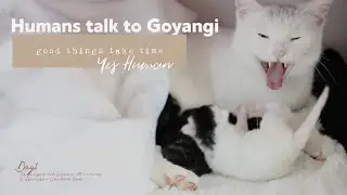 Goyangi talks to humans