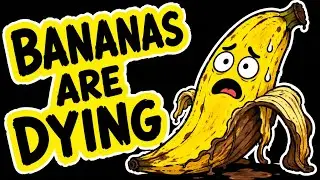 🍌 Why the Banana Is Going Extinct (Yes, Really)
