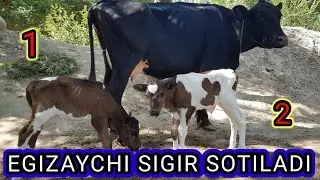 BUXORO SHOFIRKON TUMANI IKKI BOLALIK SIGIRLAR ARZON BOʻLDI SHOFIRKON MOL BOZOORI