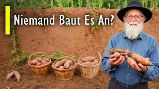 Discover the 5 Secret Amish Cultures That Surpass the Potato