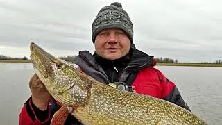 Mad Wag from BariloFish