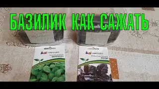 БАЗИЛИК С КИПЯТКОМ?! КАКИЕ ВСХОДЫ?! СЕМЕНА ПАРТНЁР