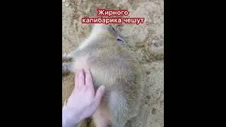 Жирного капибарика чешут #capybara #капибара