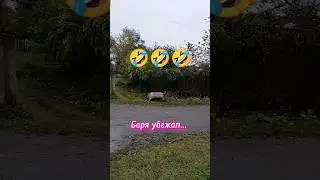 Боря убежал...