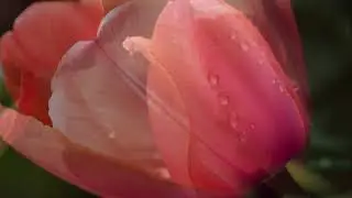 ♫Andre Rieu - Tulpen aus Amsterdam