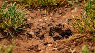 ant Colony