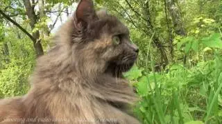 прогулка кота интересное видео