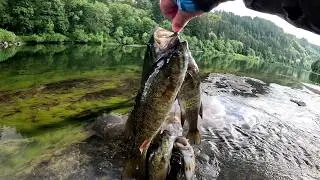 SURPRISING Catch! Smallmouth Bass & An Unknown Species