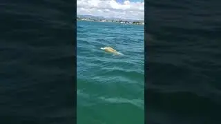 Ataque de tiburón #pesca  #viralvideo  #nature  #vivaelpuerto