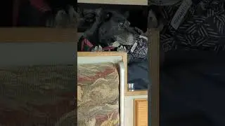 Labradorable!