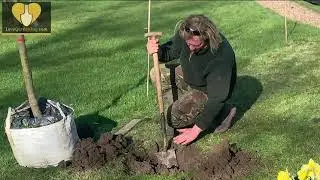 How to Pant & Stake a Mature Tree with Chris Myers
