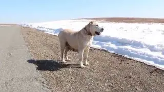 Видео из архива.