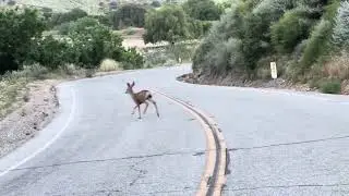 Deer 🦌 at Lake Piru 