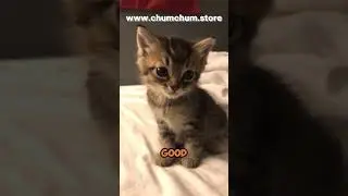 3 Clever Cat Training Tricks 🐱🎓