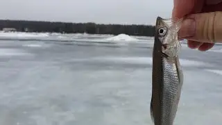 Смолячково. Корюшка. Разведка.