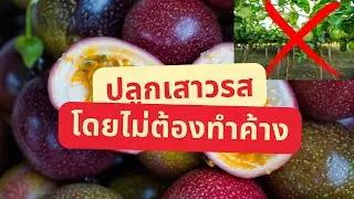 ไอเดียปลูกเสาวรส โดยไม่ทำค้าง !! #เสาวรส #ปลูกเสาวรส #ปลูกเสาวรสโดยไม่ทำค้าง #ไม่ทำค้าง #กะทกรก