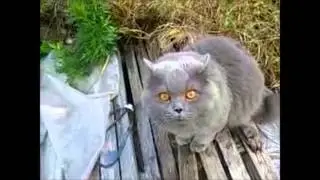 коты под валерьянкой | Cats and valerian root