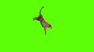 Jumping down tiger green screen