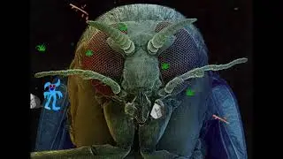 Revenge of the Sunfish - Track 42 (Bunny & Fly)