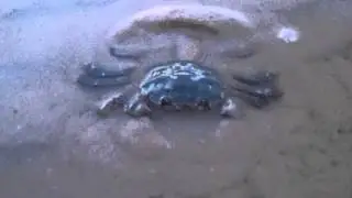 Crab / Краб зарывается в песок