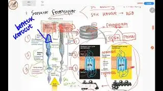 Full Version: Physiology of the Eye, Photoreceptor Cells, Photopigments, and Phototransduction in...