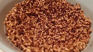 Канарейки- часть 2. Пророщенное зерно.