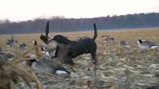 NY Goose Hunt 2020