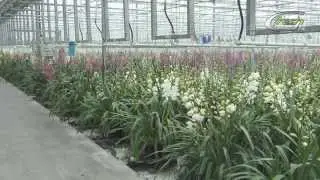 GF Special Orchids (NED)