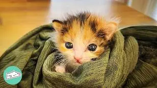 Couple Saves Tiny Kitten. Now, She’s Like Their Baby | Cuddle Buddies