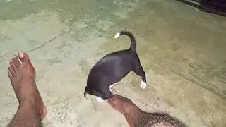 கருப்பணின் (puppy🐶 dog) சேட்டைகள்