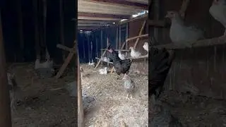 Бешеная КУРИЦА воспитала цыплят #shorts #деревня #курица