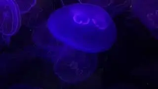Pittsburgh Zoo (PPG Aquarium) - Jellyfish Exhibit