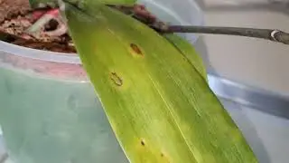 Orchid AFFECTED BY A VIRUS / WHAT TO DO