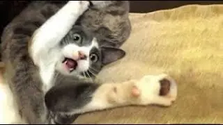 KUCING LUCU 2021 😂 Video kucing paling lucu dan gemesin bikin ketawa ngakak