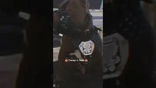 Эдит Питбуль😈💕