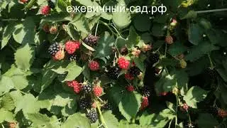 Садовая ежевика Халл.
